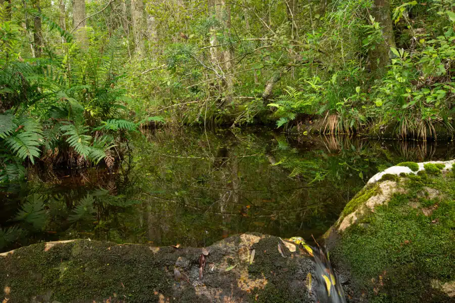 Dichter Regenwald mit Farnen und Wasserlauf in Tsitsikamma, Südafrika.