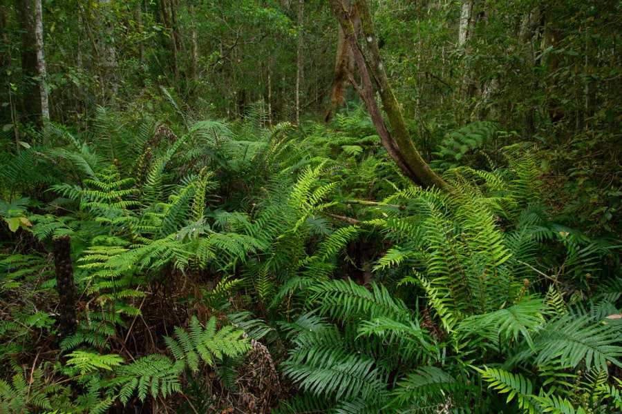 Dichter Farnbewuchs und Bäume im Tsitsikamma-Wald, Südafrika.