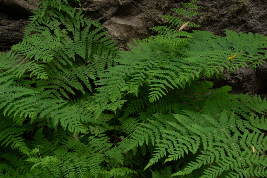 Dichte Farnansammlung auf Felsen im tropischen Regenwald.