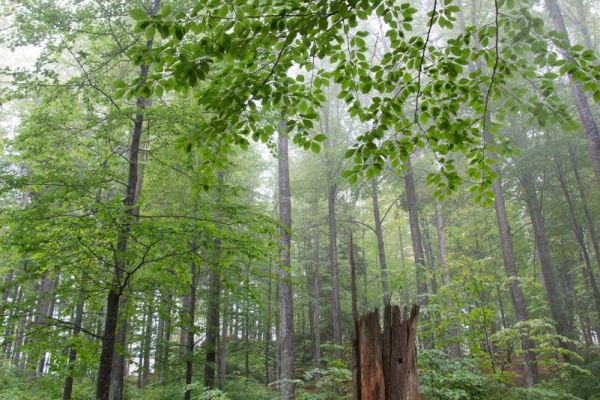 Satte Grüntöne zeichnet ein Mischwald bei Feuchtigkeit.