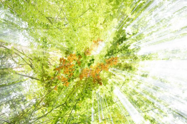 Nahe des Kurortes Bodenmais liegt der "Hochfall", dessen umgebende Wälder immer einen Besuch wert sind.