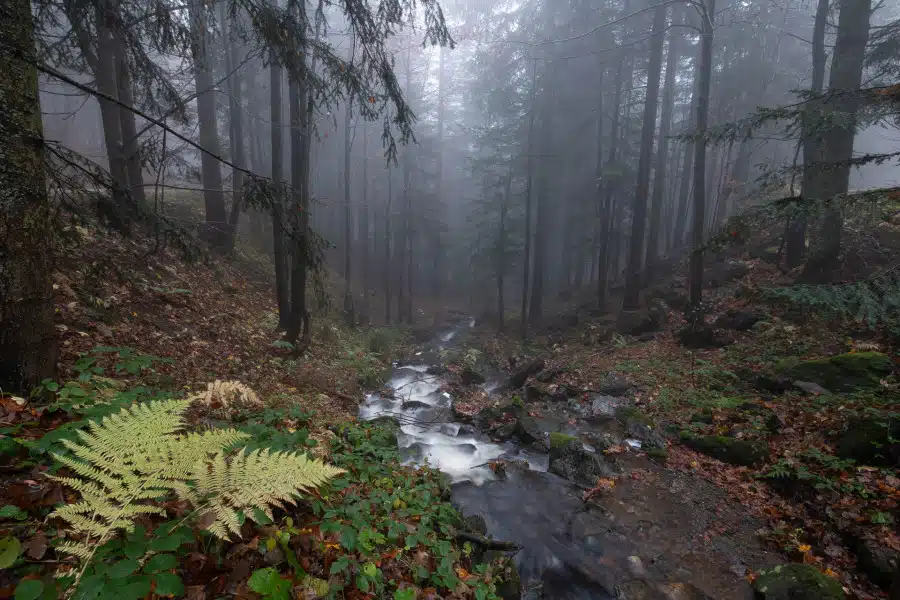 Nebelverhangener Wald mit Farnen und fließendem Bergbach