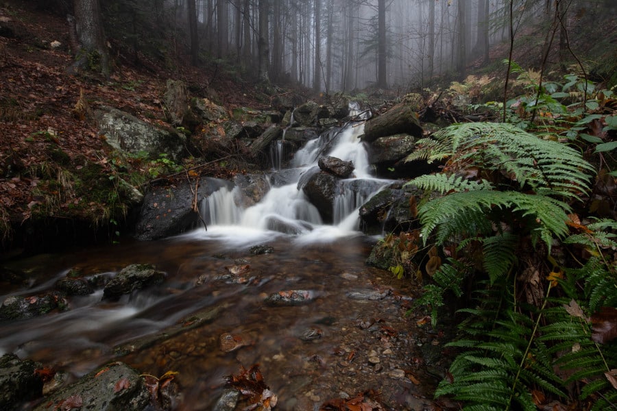 Kleiner Bergbach fließt durch nebligen Wald voller Farne und moosbedeckter Steine.