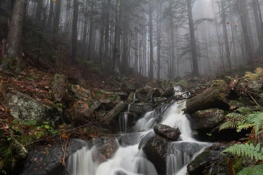 Kleiner Bergbach fließt durch nebligen Herbstwald.