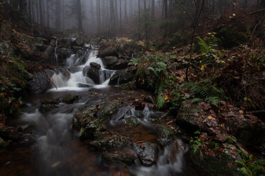Ein kleiner Bergbach fließt durch einen nebligen, herbstlichen Wald.