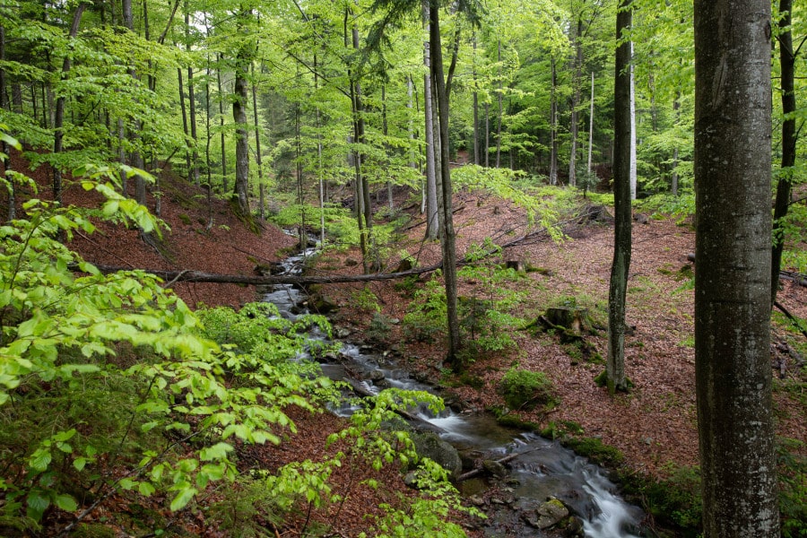 Frischer Buchenwald im Frühling mit einem kleinen Bachfluss.