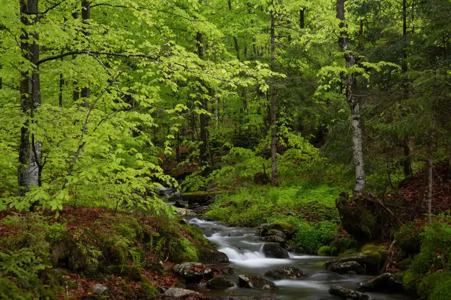 Frühlingshafter Buchenwald mit fließendem Bach und frischem Laub.