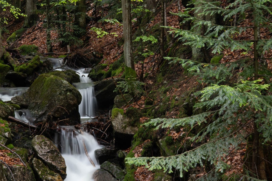 Kleiner Bach fließt durch Buchenwald mit moosbedeckten Felsen.