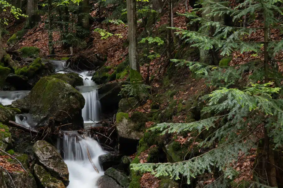 Kleiner Bach fließt durch Buchenwald mit moosbedeckten Felsen.