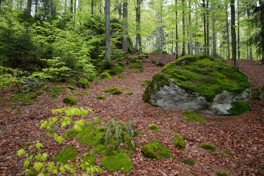 Frühlingswald mit frischem Buchenlaub und moosbedeckten Felsen.