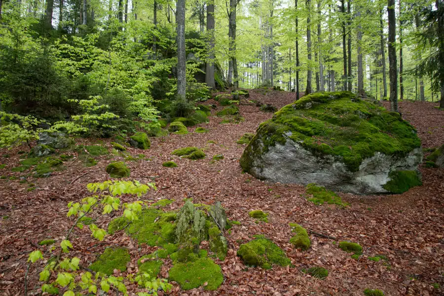 Frühlingswald mit frischem Buchenlaub und moosbedeckten Felsen.