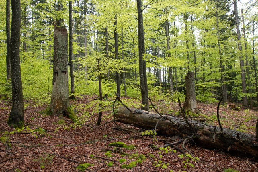 Frühlingshafter Buchenwald mit grünem Laub und liegenden Baumstämmen.
