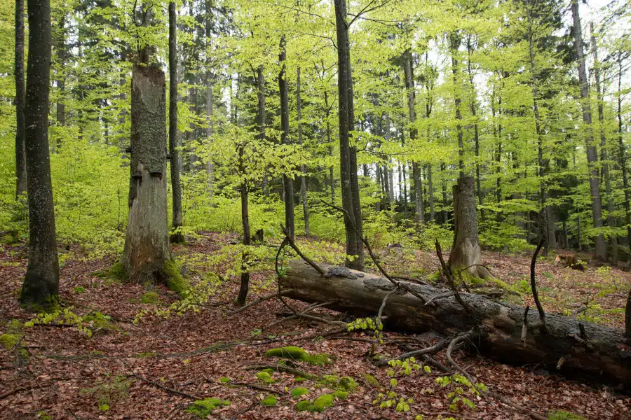 Frühlingshafter Buchenwald mit grünem Laub und liegenden Baumstämmen.