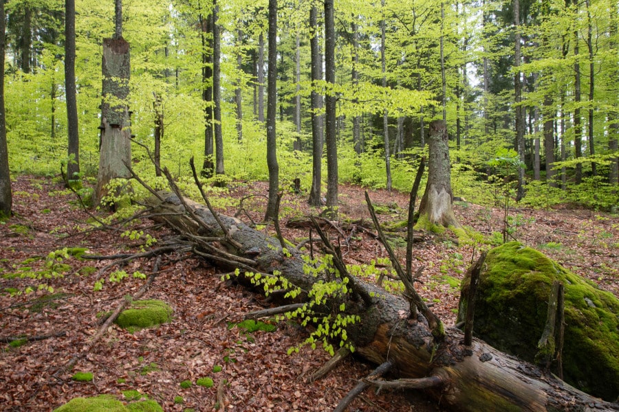 Dichter Buchenwald mit frischem, grünem Blattwerk im Frühjahr.