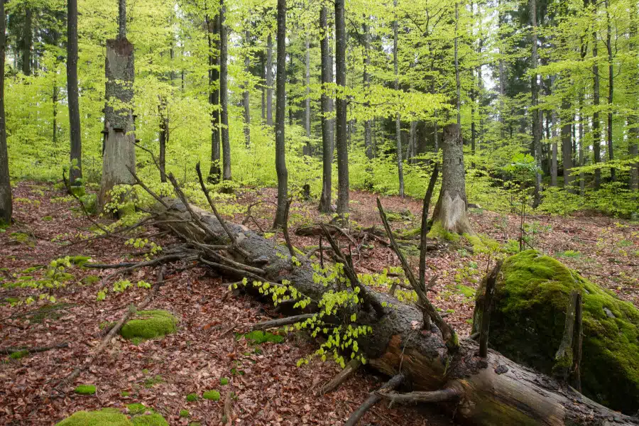 Dichter Buchenwald mit frischem, grünem Blattwerk im Frühjahr.