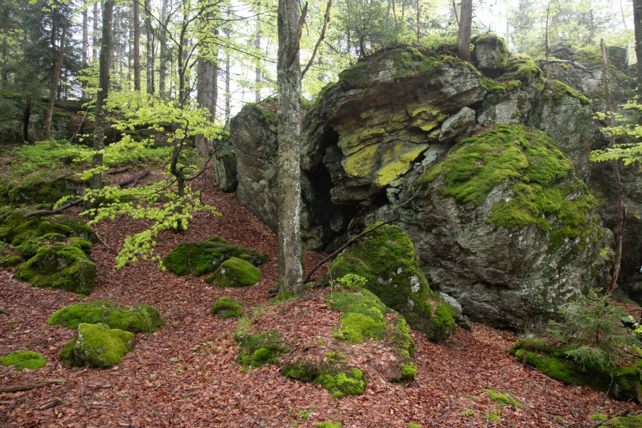 Moosbedeckte Felsen mit Laubbäumen im Wald, Bayerischer Wald.