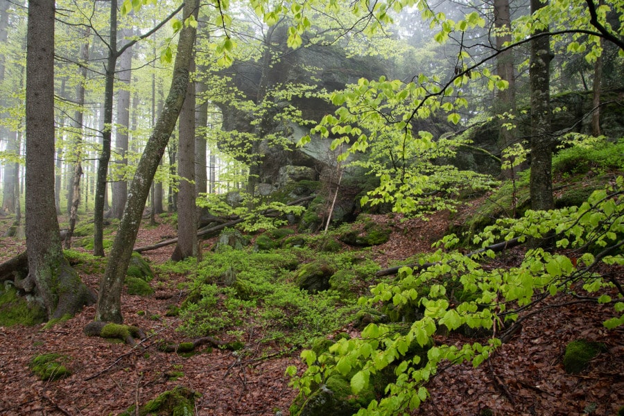 Dichter Laubwald mit frischem Blattwerk und moosbedeckten Felsen im Nebel.