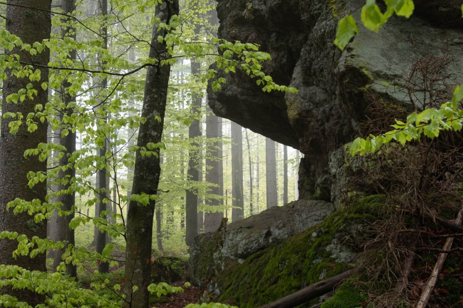 Nebelverhangener Wald mit dichten Bäumen und moosigen Felsen.