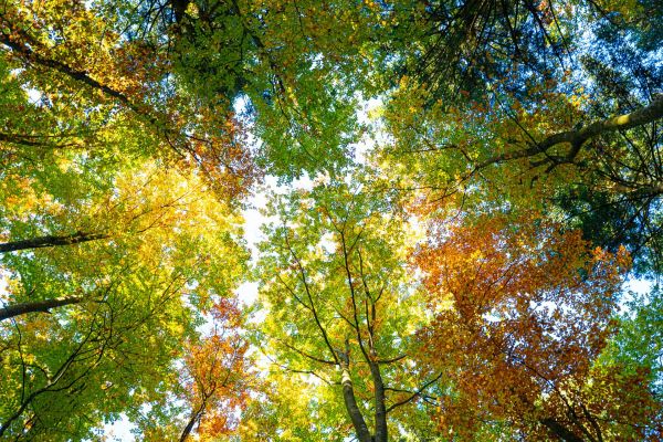 Buchenwipfel mit buntem Herbstlaub, Blick nach oben