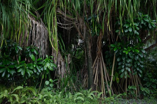 Dichter Mangrovenwald auf den Malediven mit üppiger Vegetation.