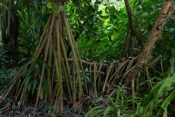 Mangrovenwald mit stabilisierenden Luftwurzeln auf den Malediven.