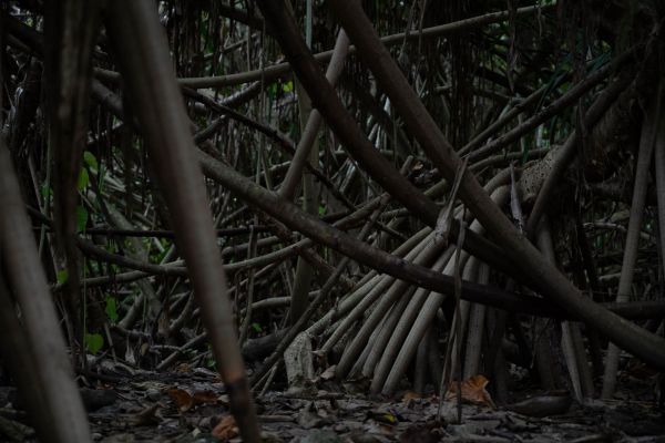 Dichtes Netz von Mangrovenwurzeln im Wald auf den Malediven.