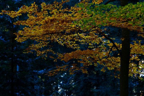 Rotbuche mit gelb-orangen Herbstblättern in einem dichten Wald.