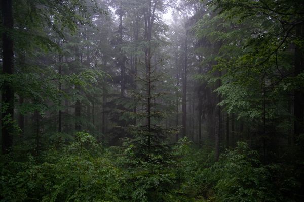 Wald im Regen