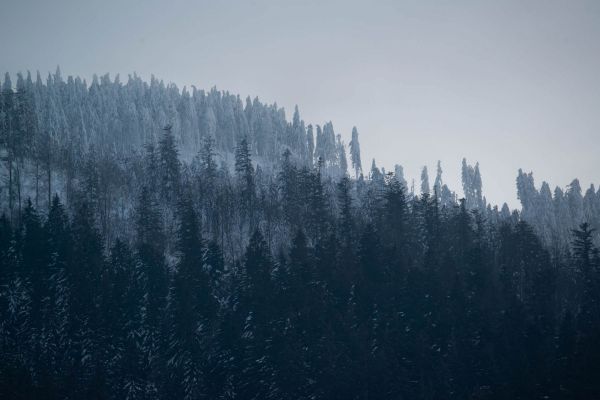 Verschneite Waldlandschaft mit Nadel- und Laubbäumen im Bayerischen Wald.