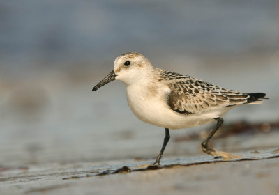Watvögel