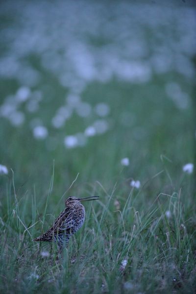 Doppelschnepfe im hohen Gras eines norwegischen Moors verborgen.
