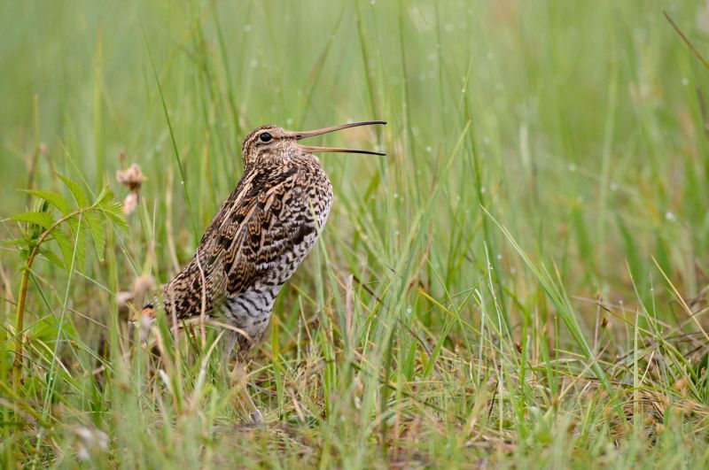 Doppelschnepfe mit langem Schnabel im feuchten Grasland.