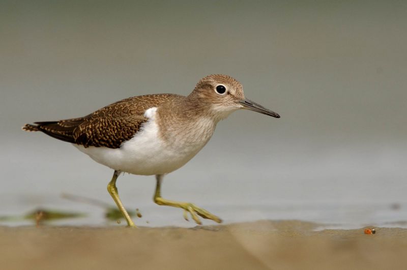 Ein Flussuferläufer schreitet über ein sandiges Ufer.