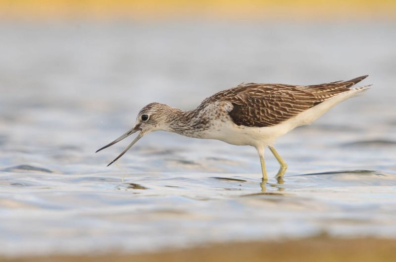 Grünschenkel fischt im flachen Wasser der Küste.