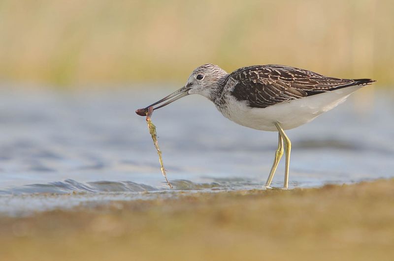 Grünschenkel im Wasser mit Beute im Schnabel