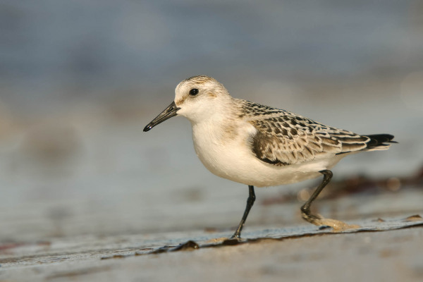 Sanderling wandert entlang der Wasserlinie auf einem Sandstrand.