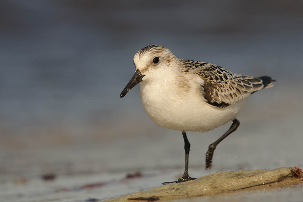Ein Sanderling spaziert am Ufer entlang, ein kleiner Watvogel.