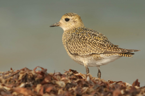 Goldregenpfeifer in einer moorartigen Umgebung stehend.
