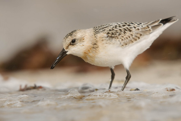 Ein Sanderling sucht am Spülsaum eines Sandstrandes nach Nahrung.