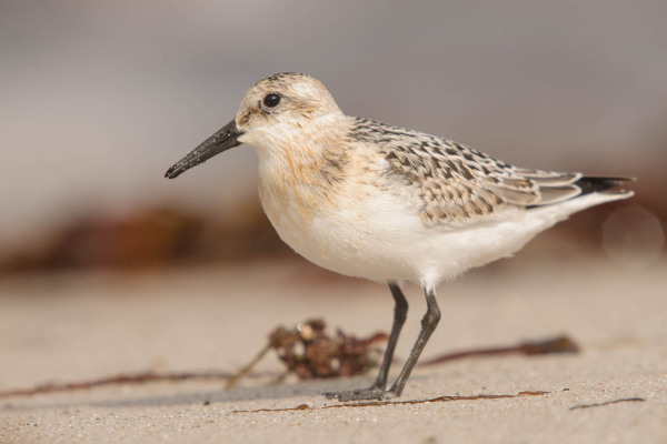 Sanderling steht am sandigen Strand in Deutschland.