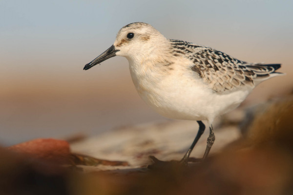 Ein Sanderling steht am Ufer auf sandigem Untergrund und beobachtet seine Umgebung.