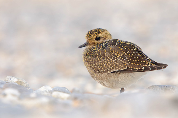 Ein Goldregenpfeifer steht in einer steinigen Landschaft, seitlich betrachtet.