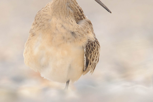 Ruhende Pfuhlschnepfe mit eingeklapptem Bein auf Kieselboden