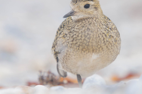 Ein Goldregenpfeifer steht auf einer Feuchtwiese in Nahaufnahme.