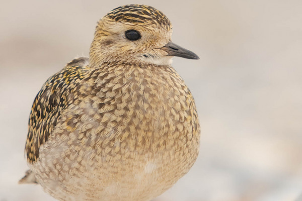 Goldregenpfeifer mit goldbraunem Gefieder auf hellem Hintergrund sitzend.