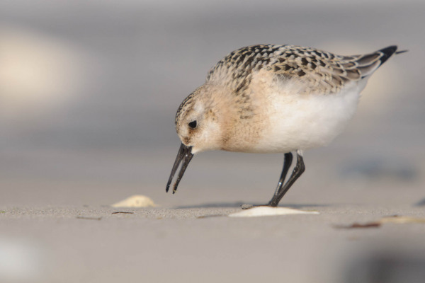 Sanderling sucht am sandigen Strand nach Nahrung.