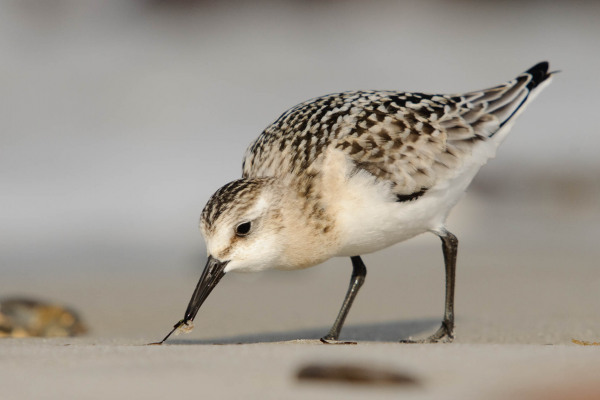 Sanderling sucht am Strand nach Nahrung im Sand.