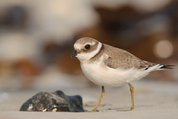 Ein Sandregenpfeifer läuft am sandigen Ufer entlang.