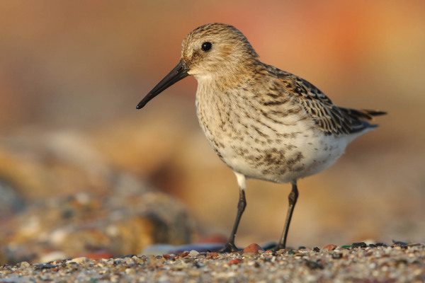 Ein Alpenstrandläufer steht auf einem Kieselstrand und blickt nach rechts.