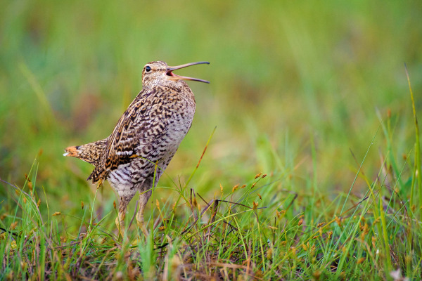 Doppelschnepfe beim Singen im grünen Gras.